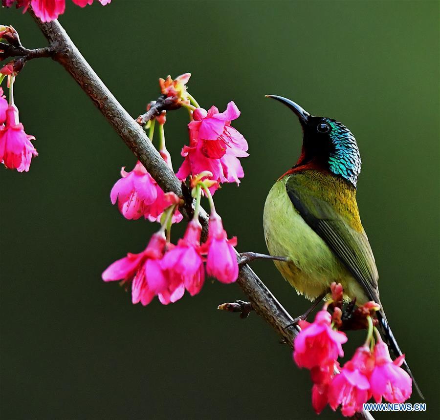 CHINA-FUJIAN-CHEERY BLOSSOM-BIRDS (CN)