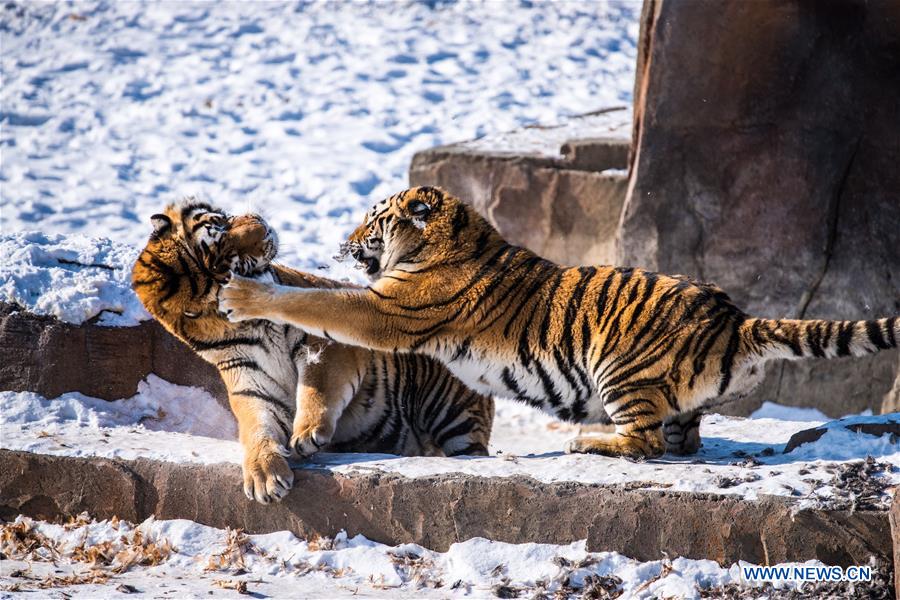 CHINA-HEILONGJIANG-SIBERIAN TIGER-REWILDING TRAINING (CN)