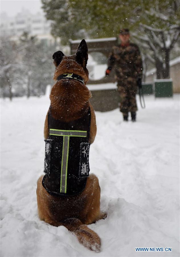 #CHINA-HEFEI-POLICE DOG (CN)