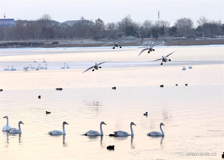 #CHINA-SHANDONG-RONGCHENG-SWAN (CN)