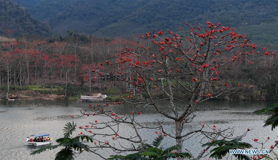 CHINA-HAINAN-KAPOK FLOWERS (CN)