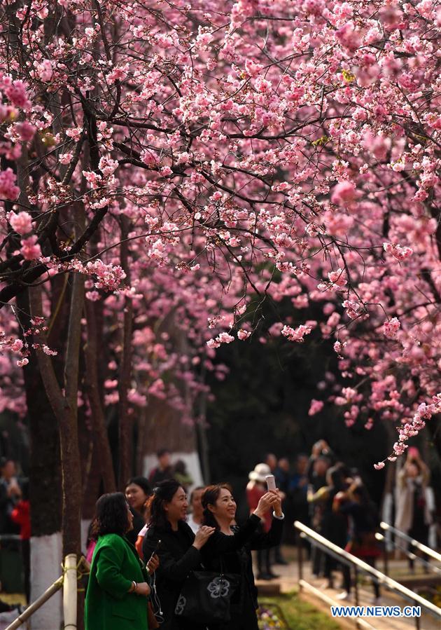 CHINA-YUNNAN-KUNMING-CHERRY BLOSSOM (CN)