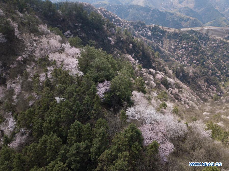 CHINA-ZHEJIANG-JIANDE-CHERRY BLOSSOMS (CN)