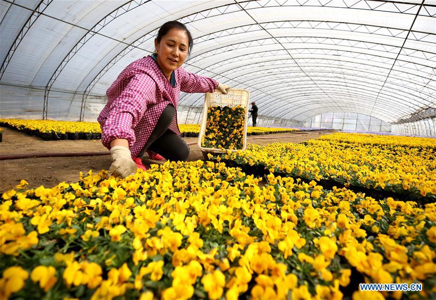 CHINA-HEBEI-LANGFANG-FLOWER PLANTING (CN)