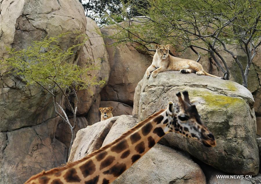 SPAIN-VALENCIA-BIOPARC ZOO