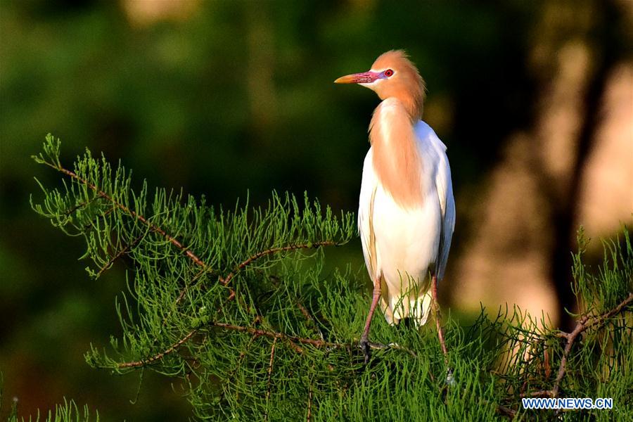 CHINA-HENAN-ENVIRONMENT-EGRET (CN)