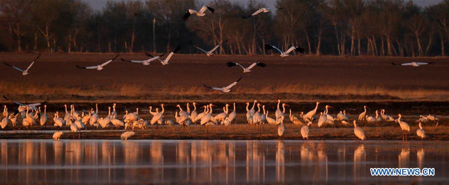 CHINA-JILIN-CRANE-MIGRATION (CN)