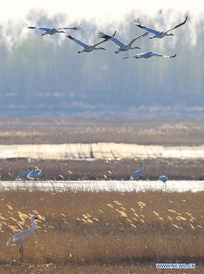 CHINA-JILIN-CRANE-MIGRATION (CN)