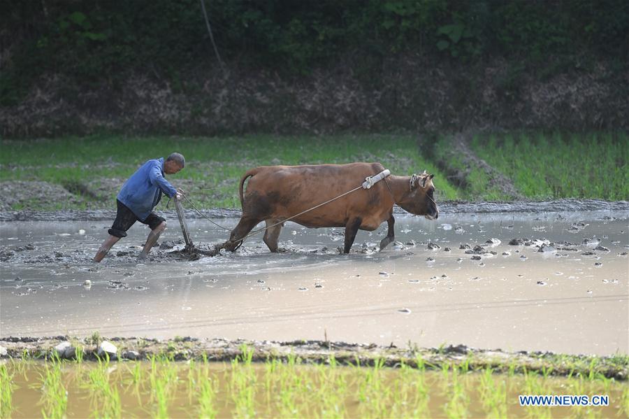 #CHINA-GUIZHOU-ZUNYI-FARM (CN)