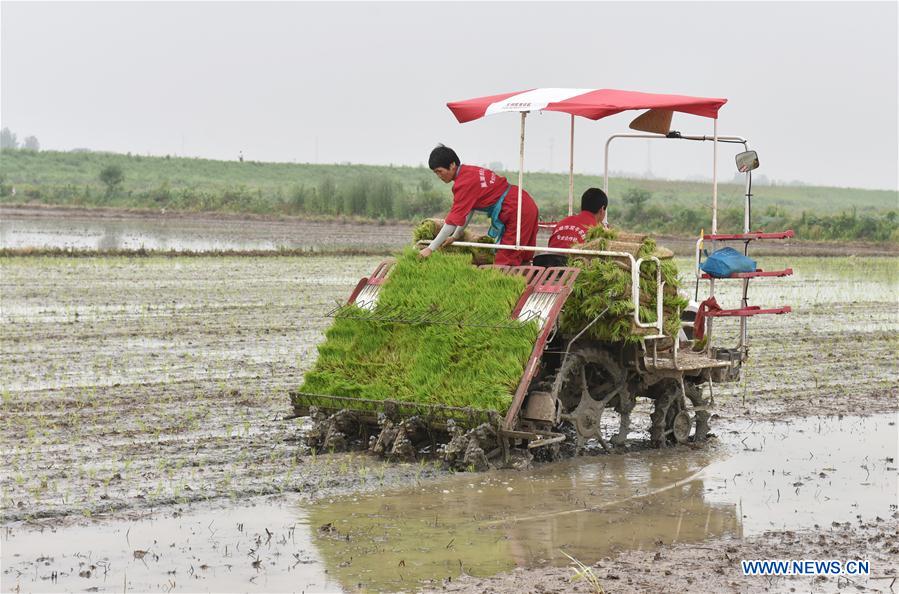 #CHINA-FARM WORK (CN)