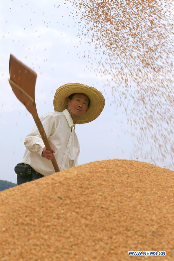 #CHINA-WHEAT-HARVEST (CN)