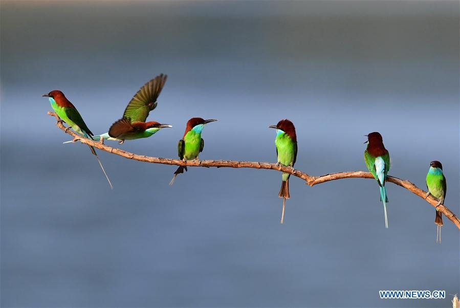 CHINA-FUJIAN-ENVIRONMENT-WILD BIRD (CN)