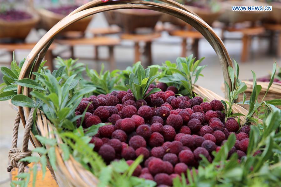 #CHINA-GUIZHOU-WAXBERRY-FESTIVAL (CN)