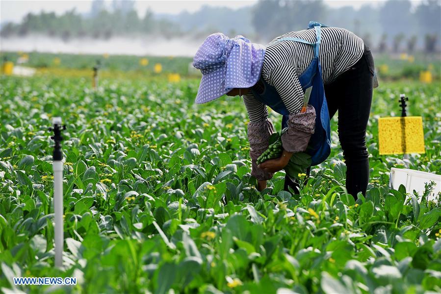 CHINA-HENAN-XIHUA-VEGETABLE-HARVEST (CN)