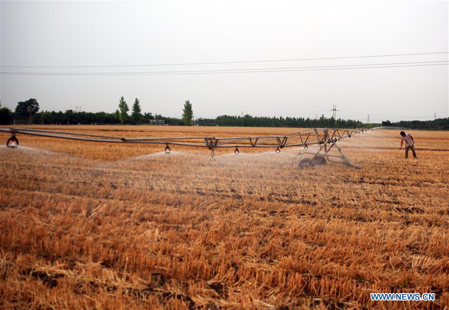 #CHINA-SHANDONG-ZIBO-WHEAT HARVEST (CN) 