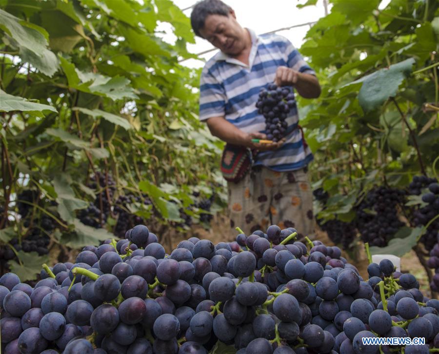 CHINA-HEBEI-GRAPE GROWERS (CN)