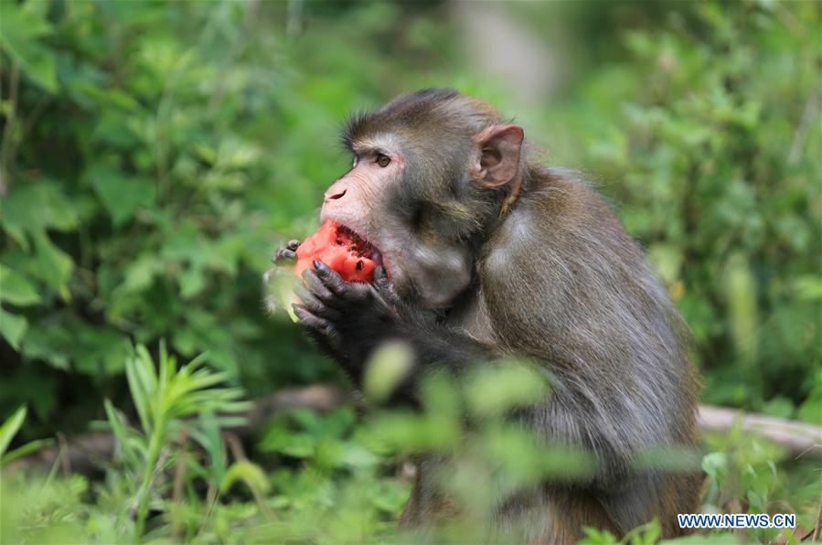 #CHINA-ZOO-ANIMALS-COOL OFF (CN)