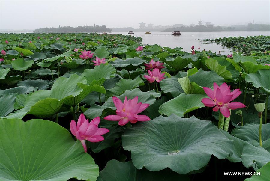 CHINA-HEBEI-LOTUS (CN)