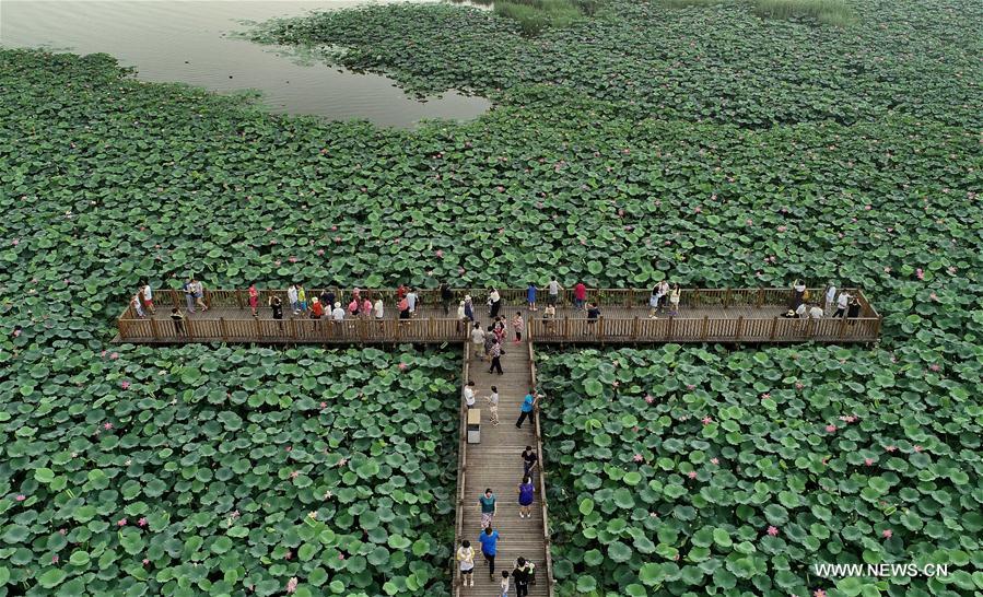 CHINA-HEBEI-LOTUS (CN)