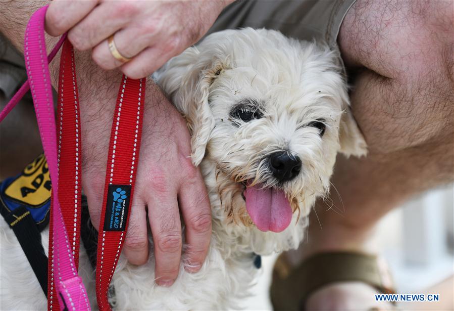 U.S.-WASHINGTON D.C.-DOGS-ADOPTION