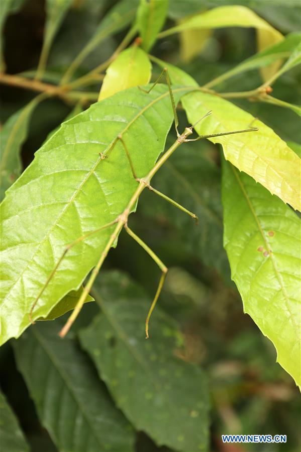 #CHINA-SICHUAN-CHENGDU-STICK INSECT-RELEASE (CN*)