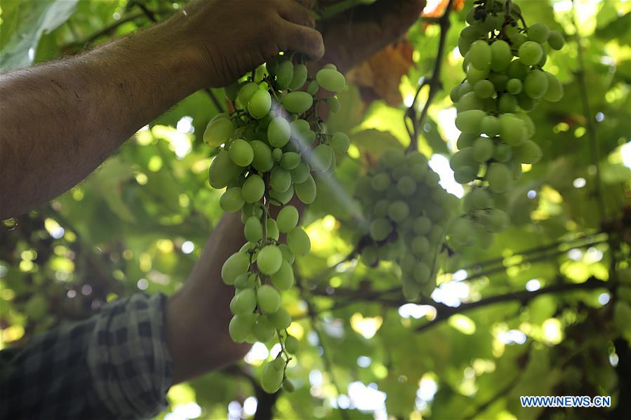 KASHMIR-SRINAGAR-GRAPE HARVEST