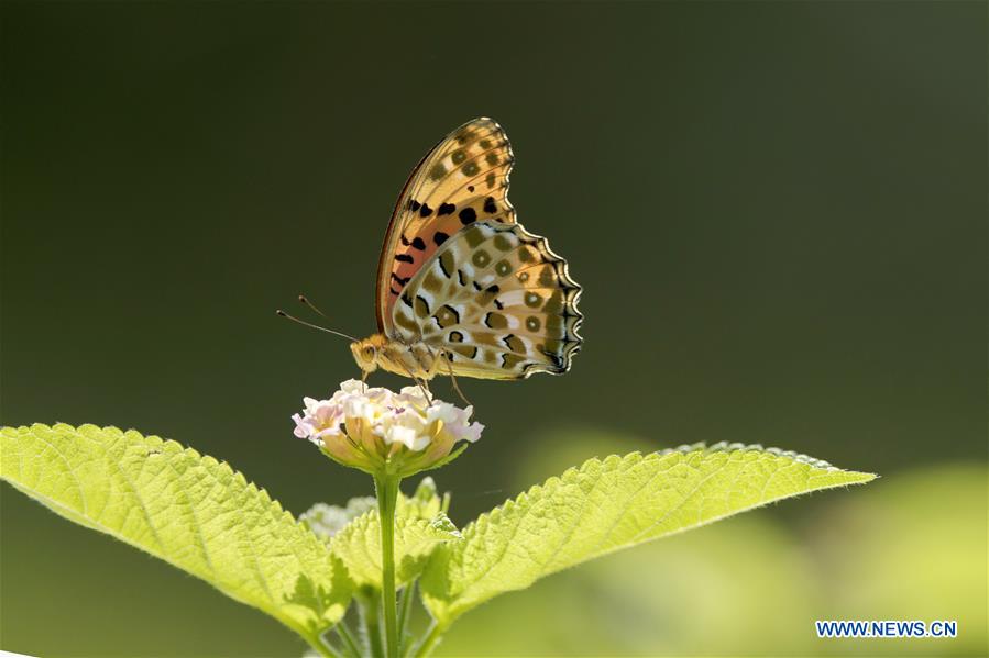 CHINA-FUZHOU-BUTTERFLY-FLOWER(CN)