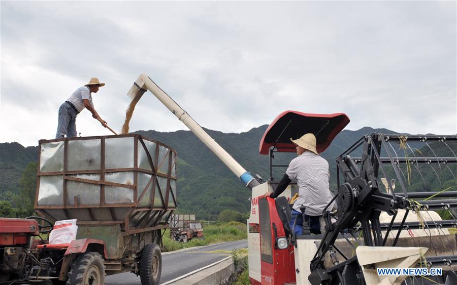 CHINA-ANHUI-YIXIAN-RICE-HARVEST (CN)