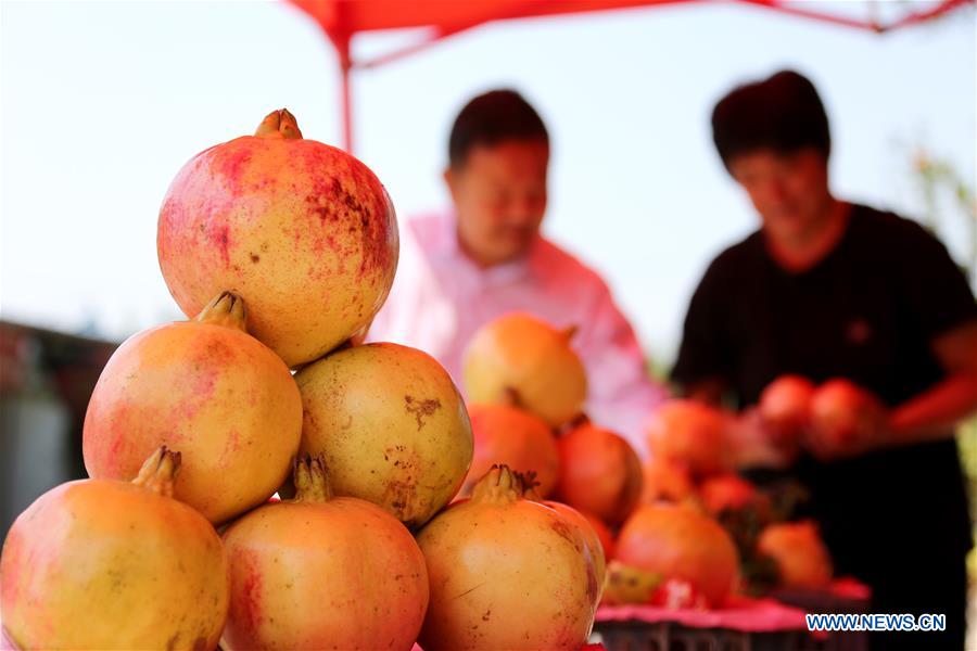 #CHINA-SHANDONG-POMEGRANATE-HARVEST (CN)