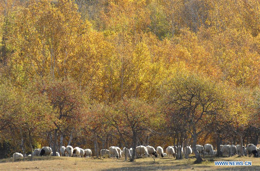 #CHINA-HEBEI-SAIHANBA-SCENERY (CN)