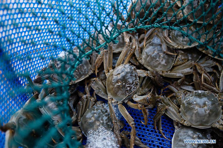 CHINA-JIANGSU-KUNSHAN-HAIRY CRAB CULTIVATOR (CN)