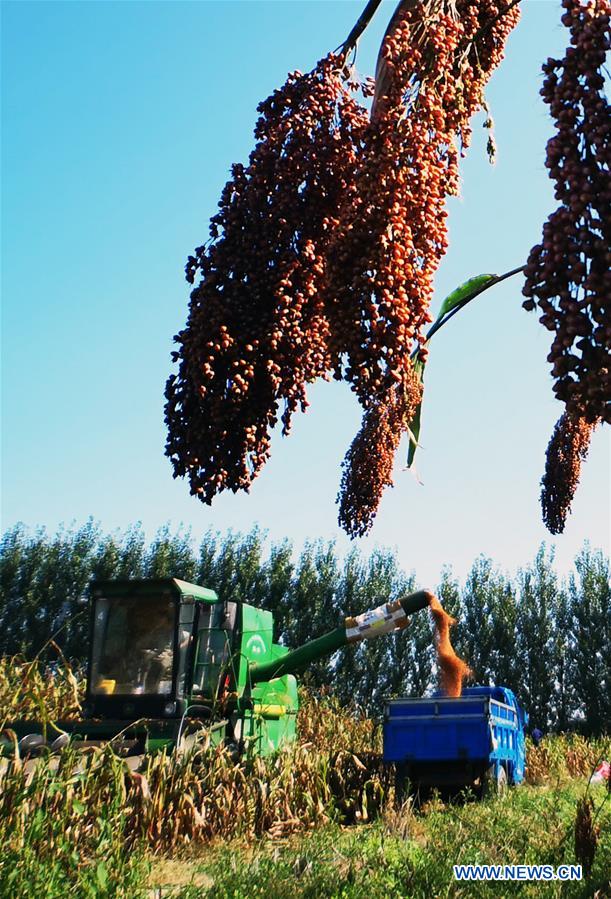 #CHINA-AUTUMN-HARVEST(CN)