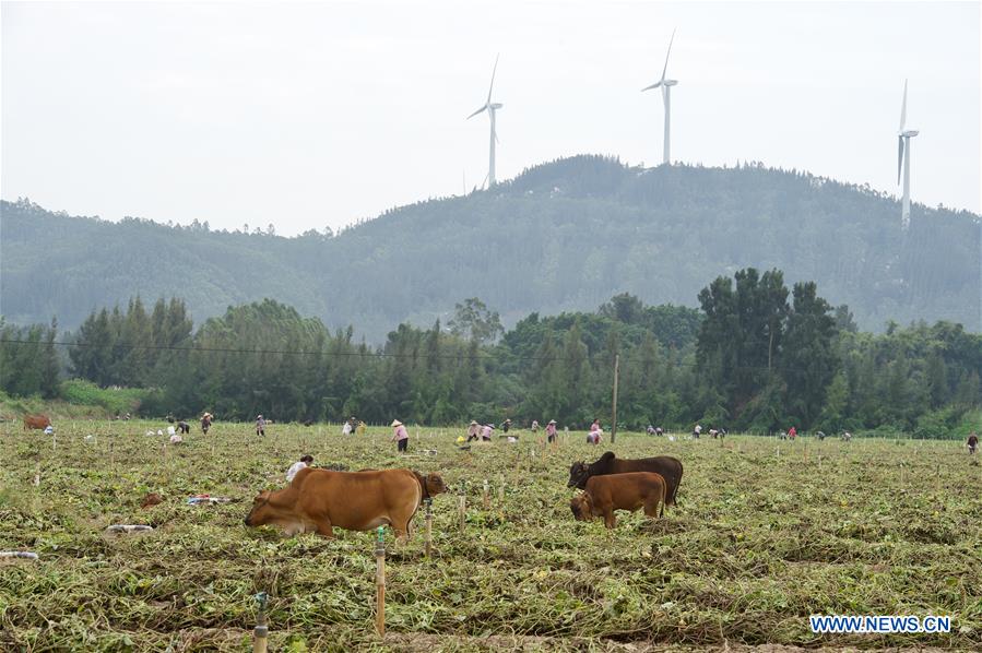 CHINA-FUJIAN-SWEET POTATO-HARVEST (CN)