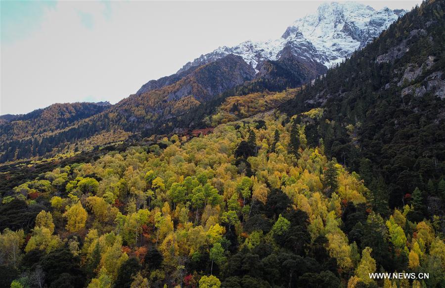 CHINA-TIBET-AUTUMN-SCENERY (CN)