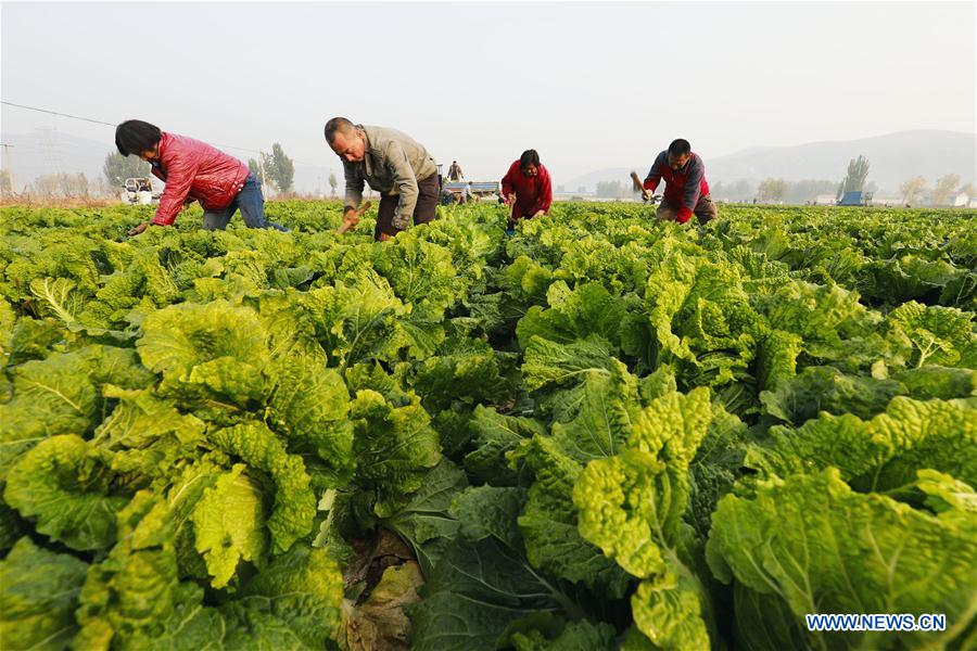 #CHINA-HEBEI-CABBAGE-HARVEST (CN)