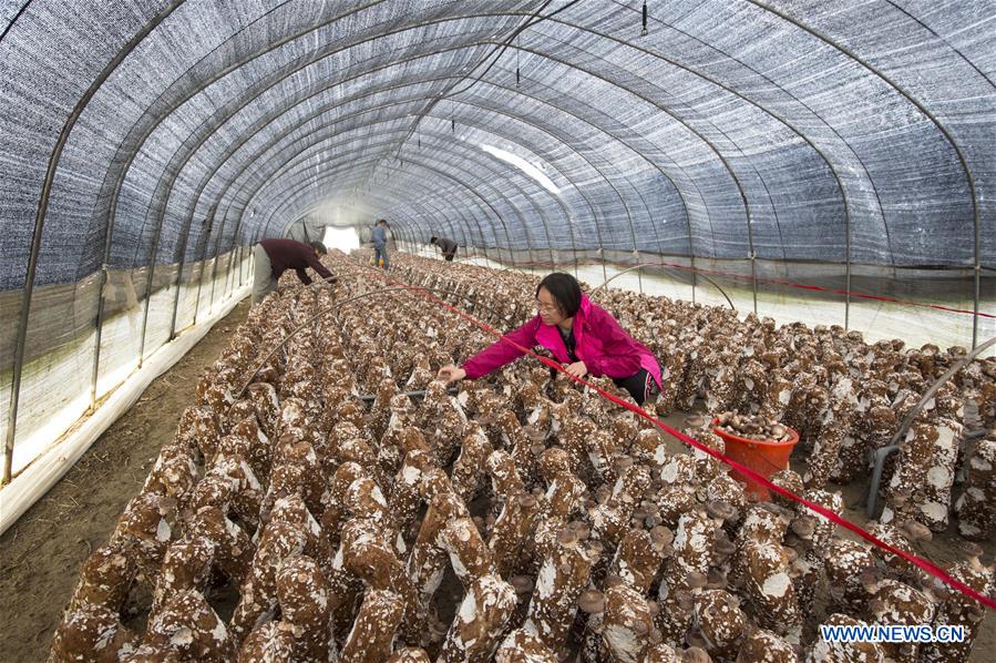 #CHINA-WINTER-HARVEST (CN)