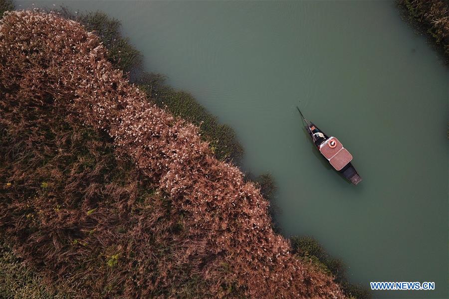 CHINA-ZHEJIANG-HANGZHOU-REED FLOWERS (CN)