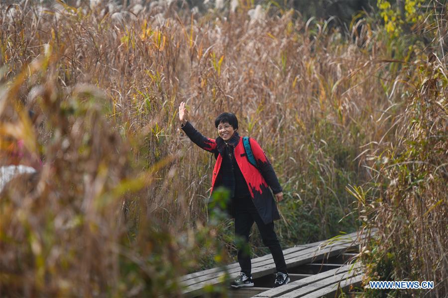 CHINA-ZHEJIANG-HANGZHOU-REED FLOWERS (CN)