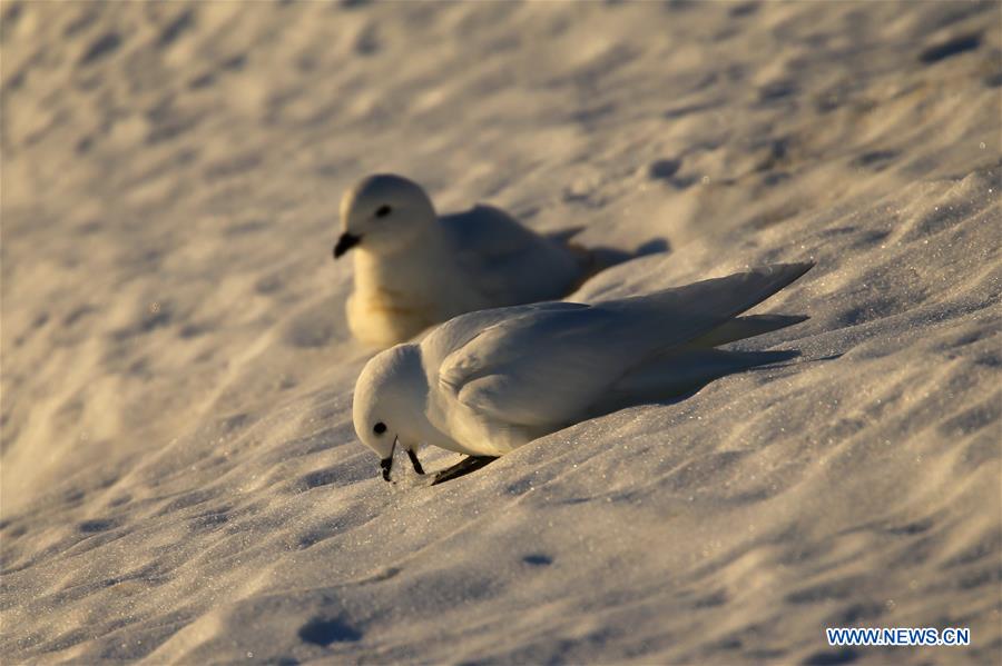 ANTARCTICA-XUELONG-ZHONGSHAN STATION-SNOW PETREL