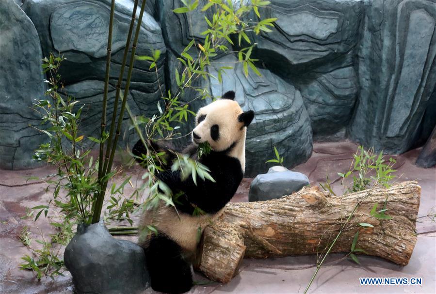 #CHINA-ANHUI-HUANGSHAN-GIANT PANDA (CN)