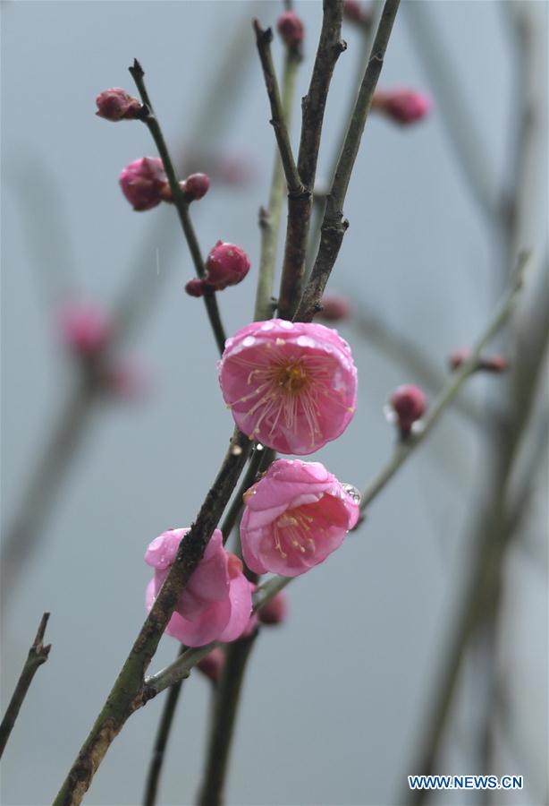 #CHINA-WINTER-PLUM BLOSSOM (CN)