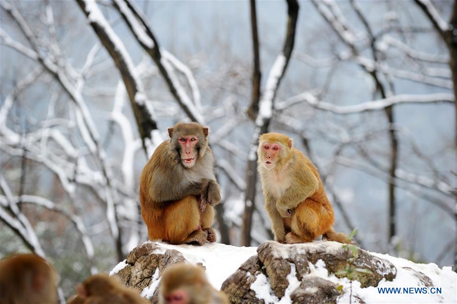 #CHINA-GUIZHOU-GUIYANG-SNOW-MONKEY (CN)