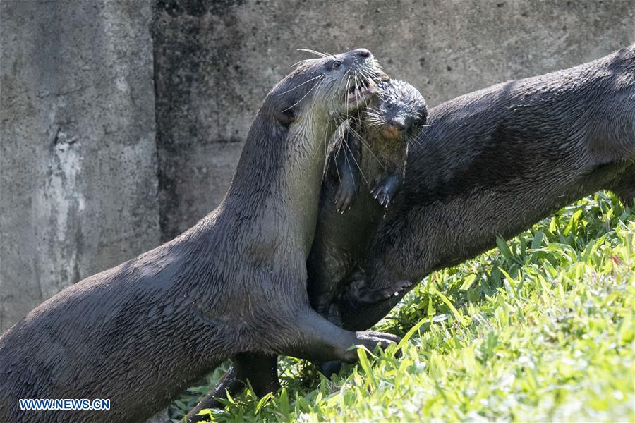 SINGAPORE-NEWBORN OTTER