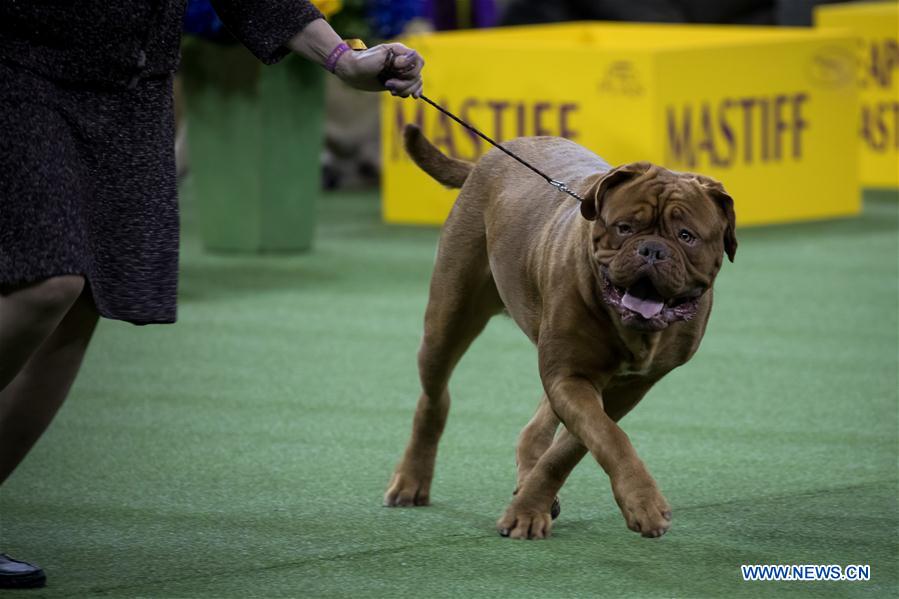 US-NEW YORK-DOG SHOW