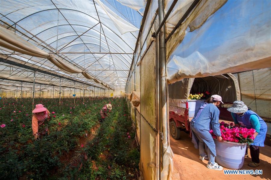 CHINA-YUNNAN-THAILAND-BANGKOK-FLOWER TRADE