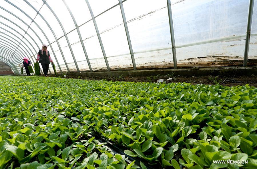 #CHINA-EARLY SPRING-FARM WORK (CN)