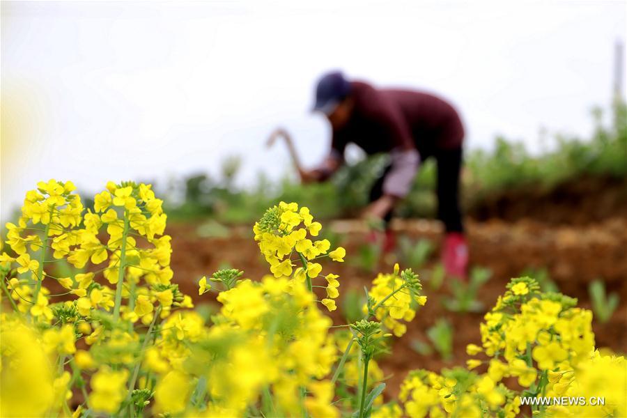 #CHINA-EARLY SPRING-FARM WORK (CN)