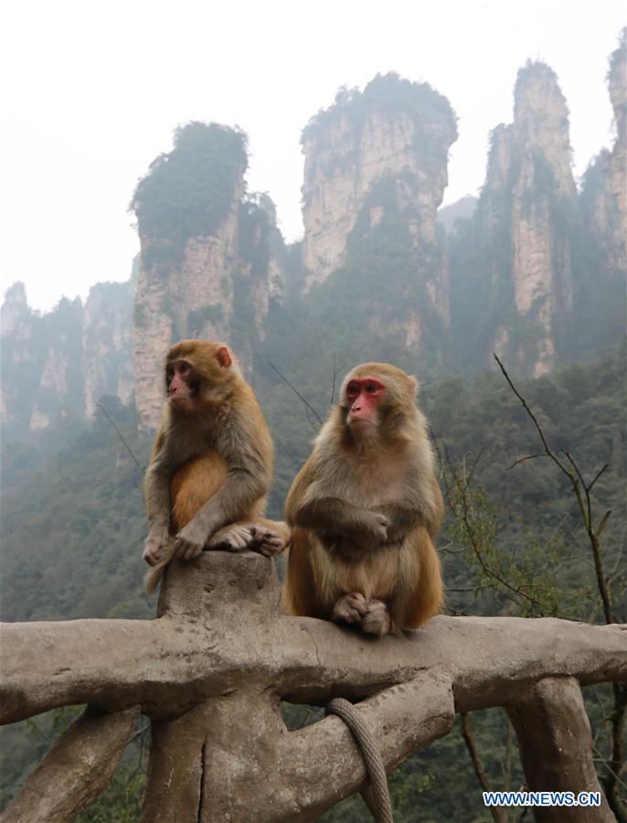 #CHINA-HUNAN-SPRING-MACAQUES(CN)