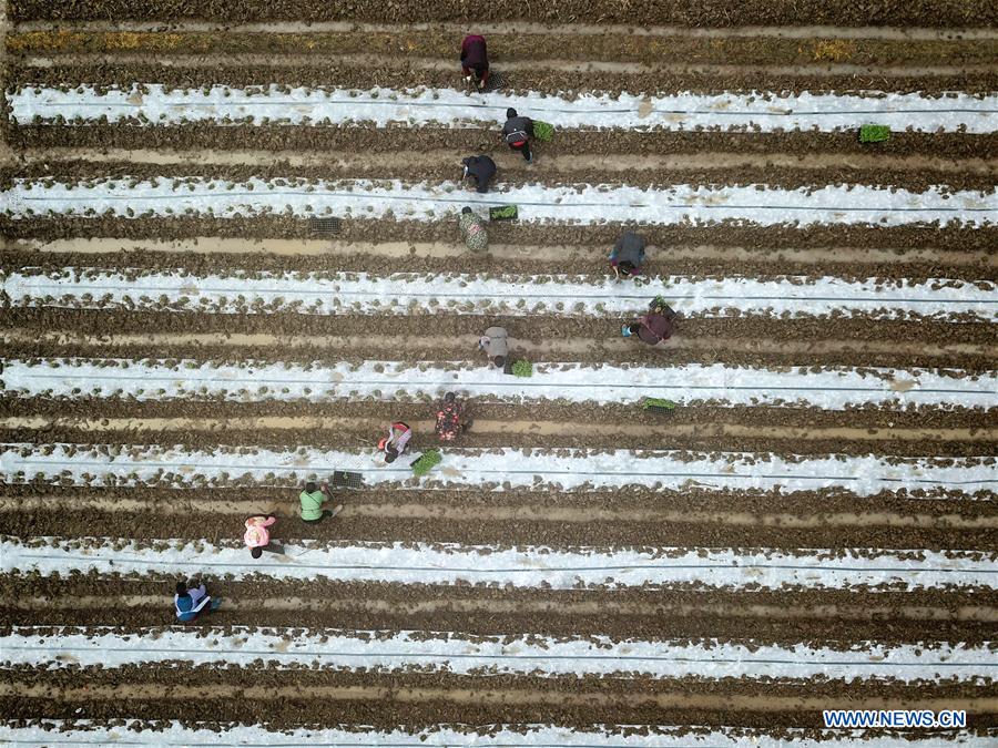 #CHINA-JINGZHE-FARM WORK (CN)