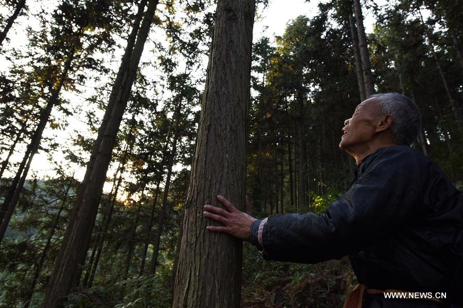 CHINA-GUIZHOU-LIPING-TREE PLANTING (CN)